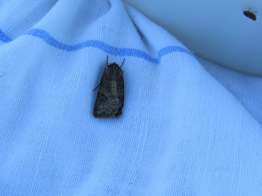 Agrotis bigramma - kétjegyű földibagoly