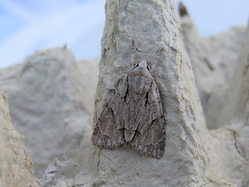 Acronicta cuspis/tridens/psi