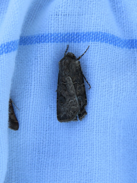 Agrotis bigramma - kétjegyű földibagoly