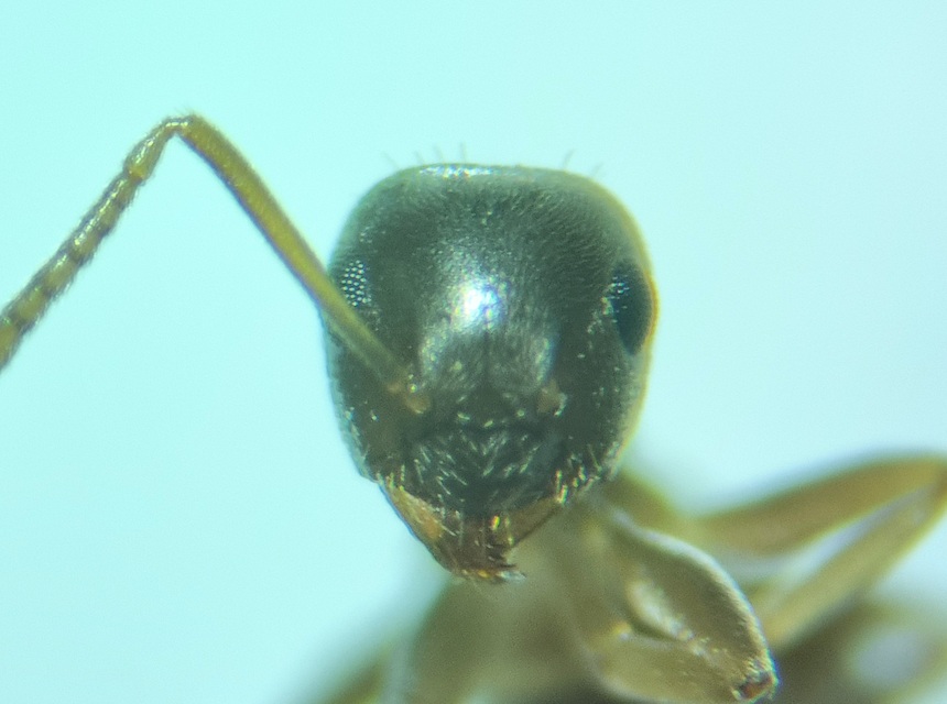 Lasius alienus - kövi feketehangya