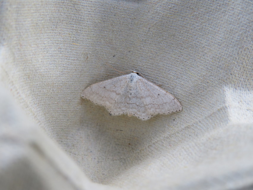 Scopula incanata - hamvas sávosaraszoló