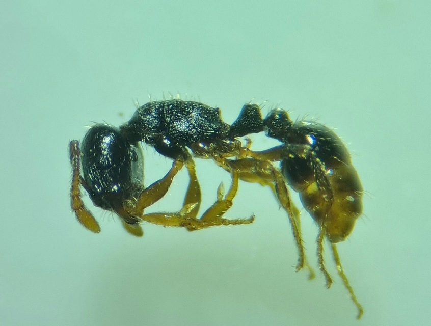 Tetramorium