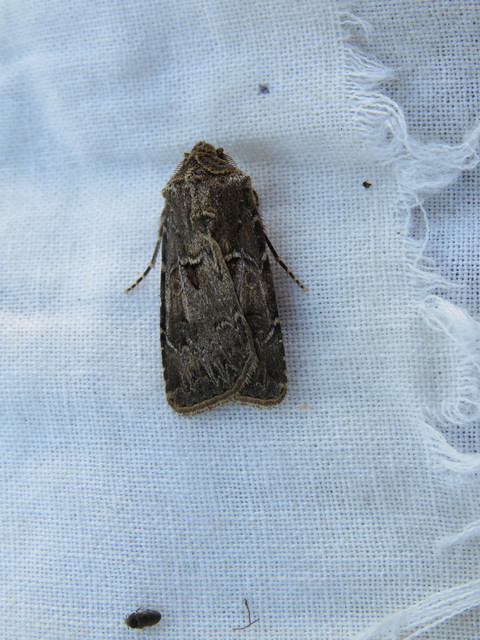 Agrotis bigramma - kétjegyű földibagoly
