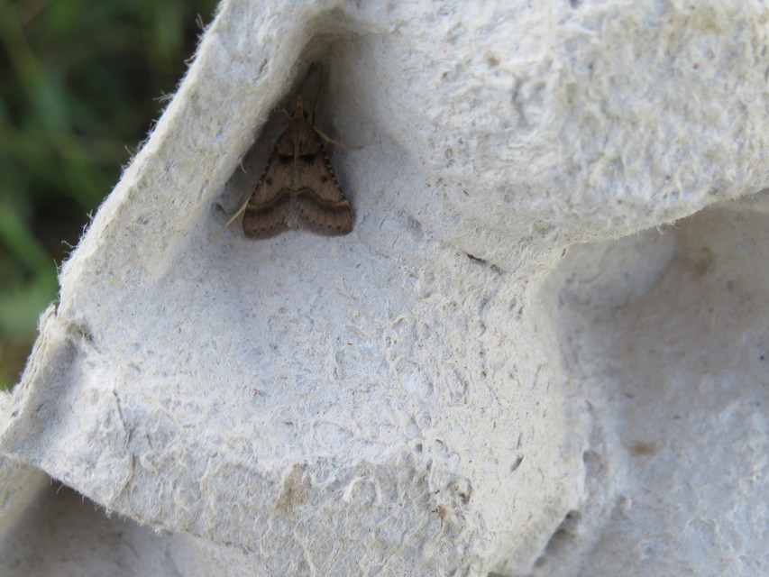 Synaphe punctalis - hosszúlábú fényilonca