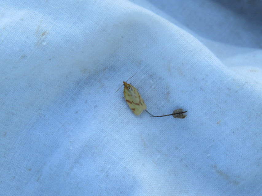 Clepsis pallidana - aranysárga sodrómoly