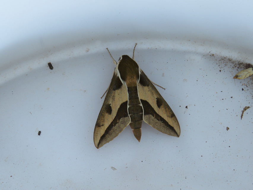 Hyles euphorbiae - kutyatejszender