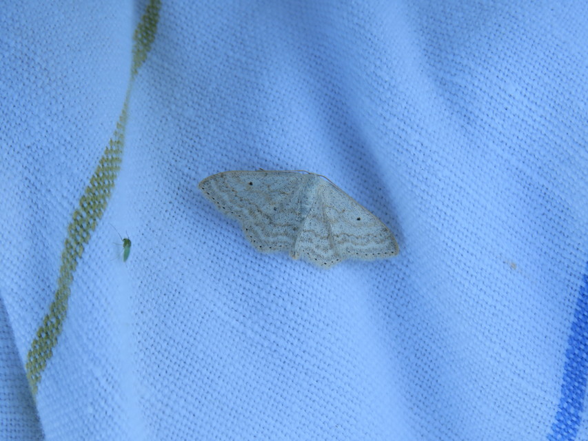 Scopula incanata - hamvas sávosaraszoló