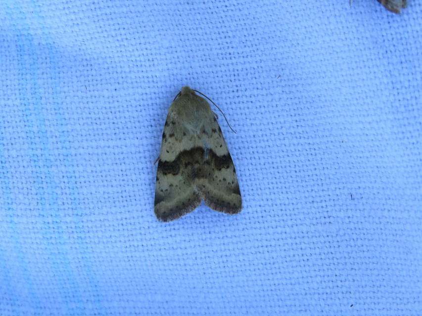 Heliothis adaucta - somkóróbagoly