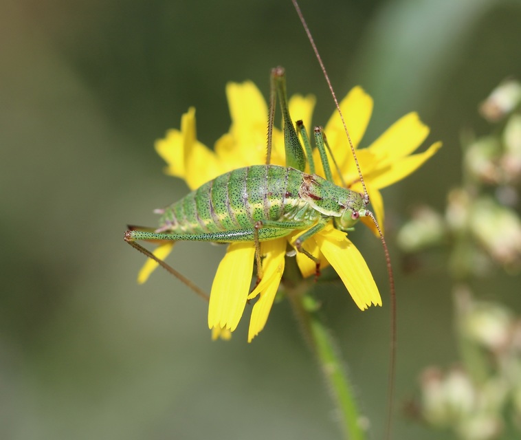 Leptophyes albovittata - közönséges virágszöcske
