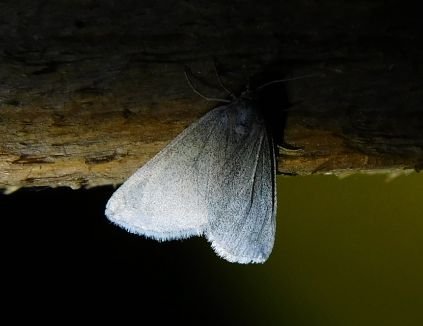Lithostege griseata - szürke araszoló