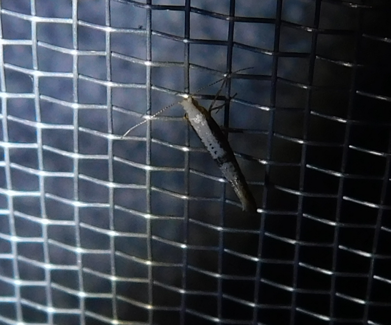 Argyresthia