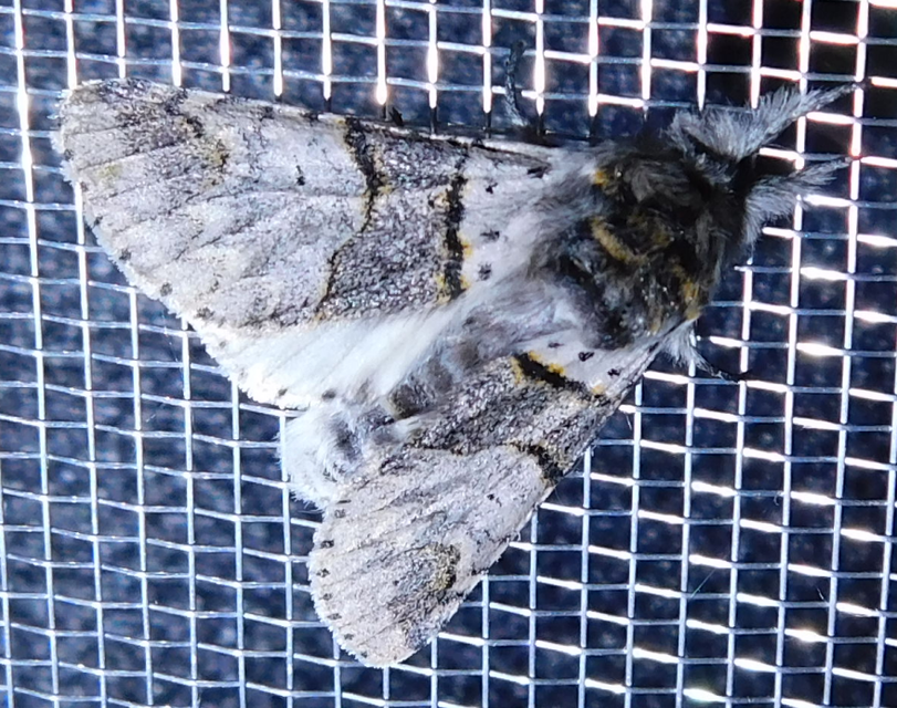 Furcula bifida - kis púposszövő
