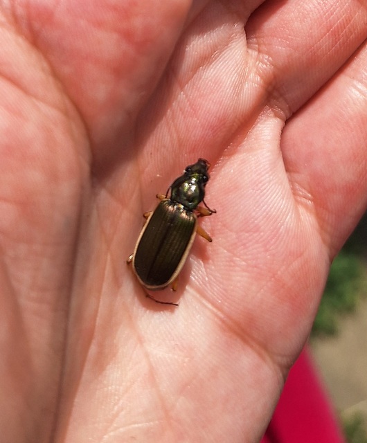 Chlaenius spoliatus - csupasz bűzfutó