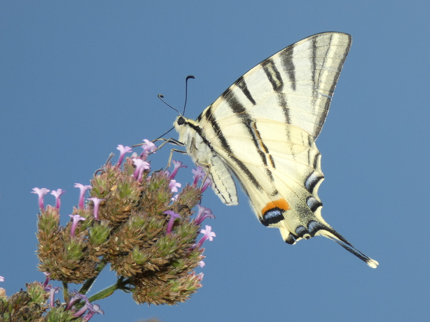 Iphiclides podalirius - kardoslepke