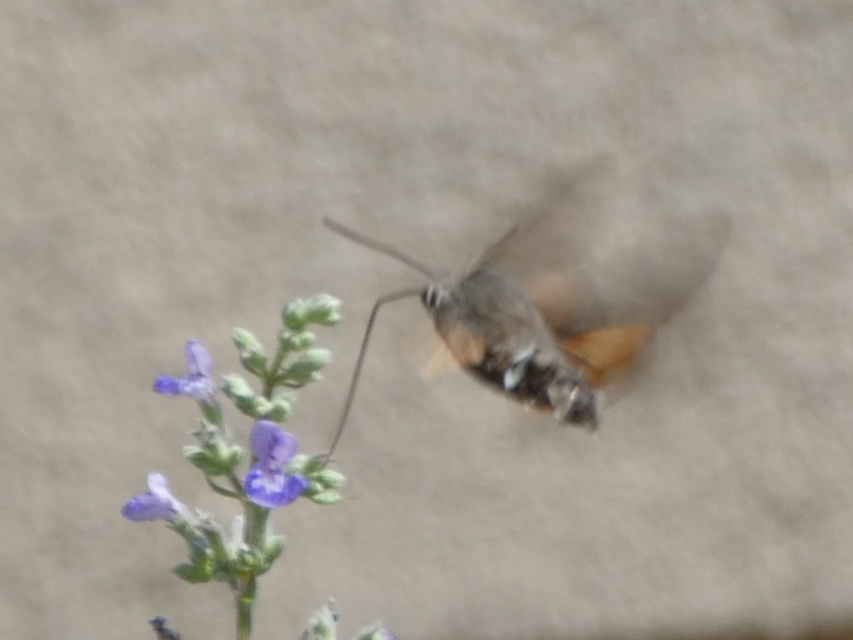 Macroglossum stellatarum - kacsafarkú szender