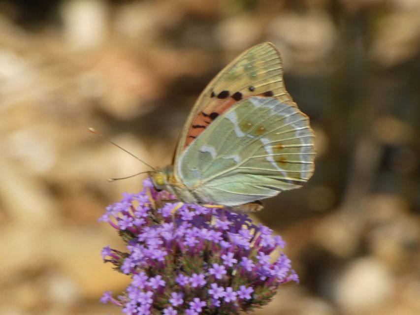 Argynnis pandora - zöldes gyöngyházlepke