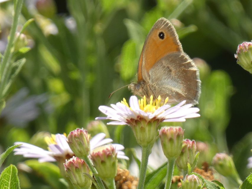 Coenonympha pamphilus - kis szénalepke
