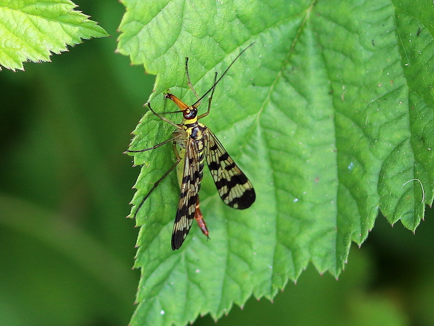 Panorpa vulgaris