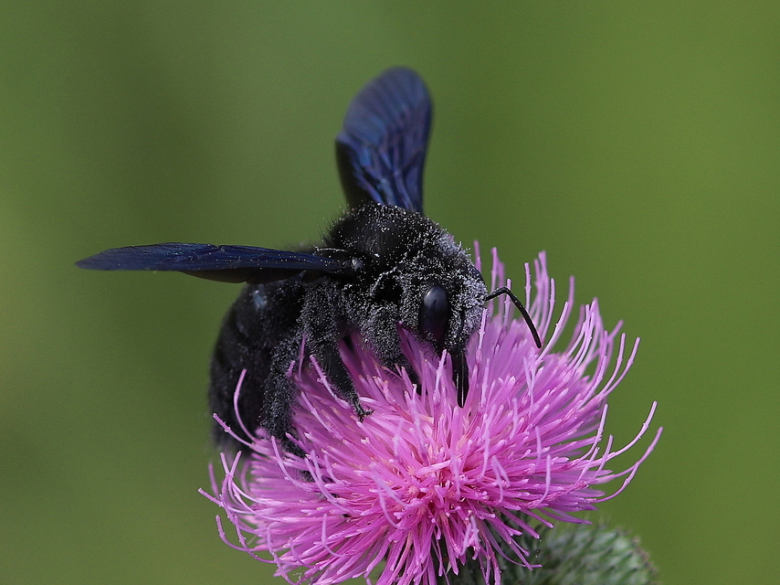 Xylocopa