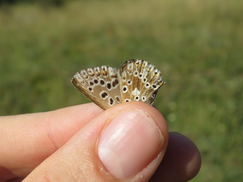 Polyommatus coridon - ezüstkék boglárka