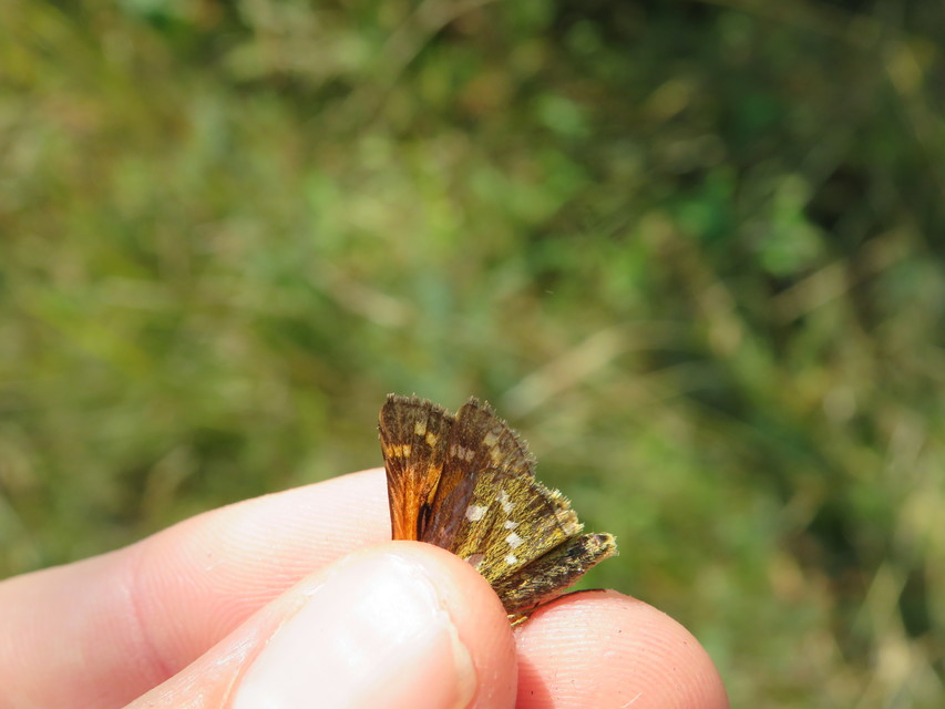 Hesperia comma - vesszős busalepke