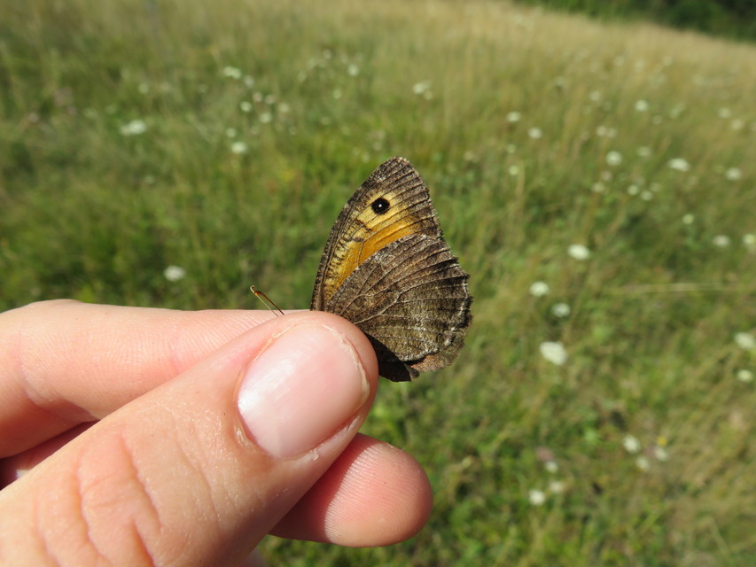 Arethusana arethusa - közönséges szemeslepke