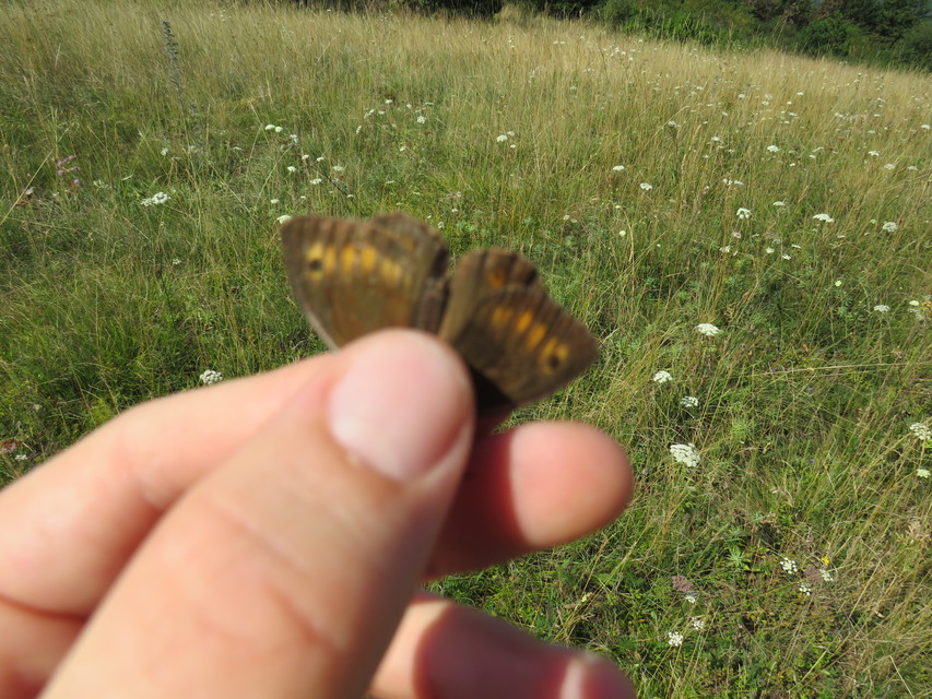 Arethusana arethusa - közönséges szemeslepke