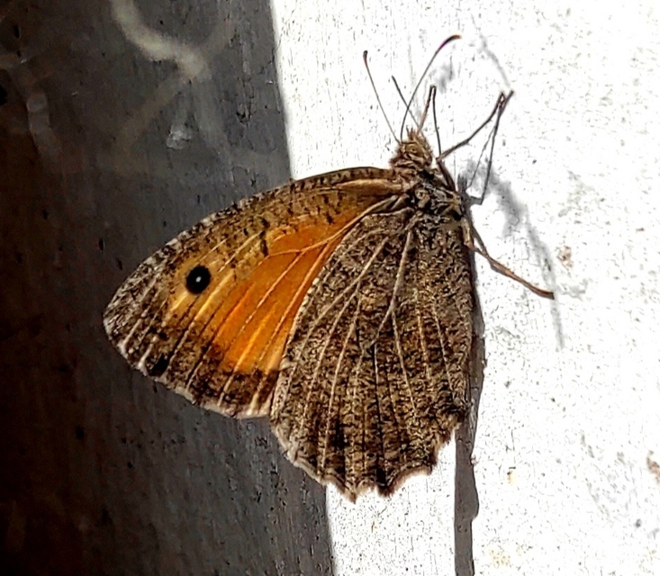 Arethusana arethusa - közönséges szemeslepke
