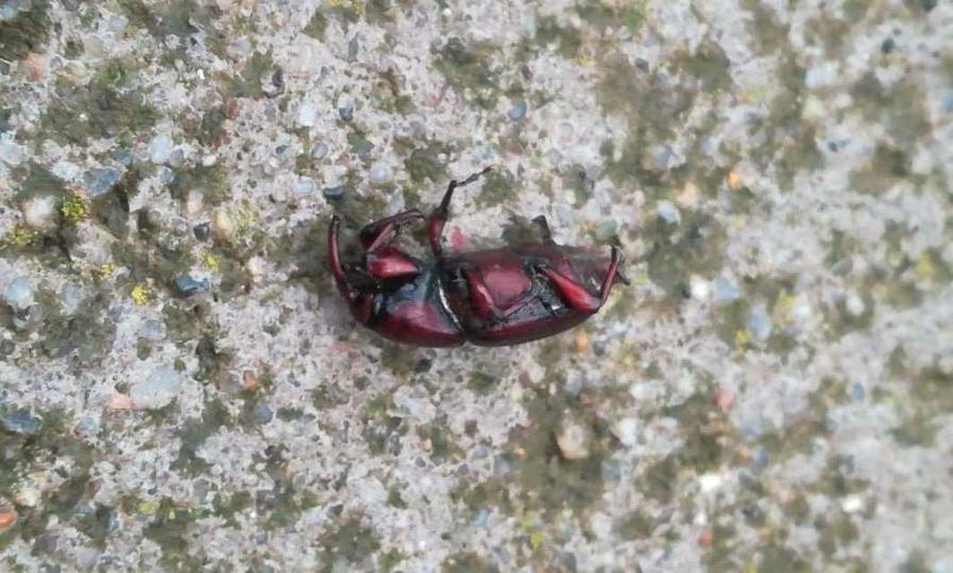 Sphenophorus