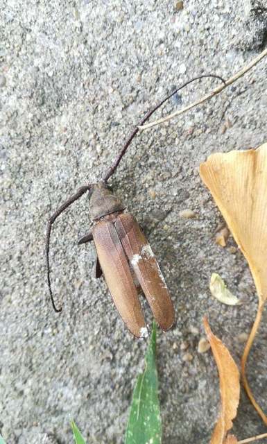 Aegosoma scabricorne - diófacincér