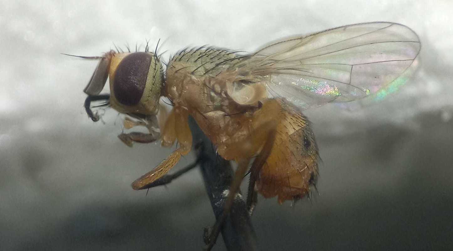 Atherigona varia