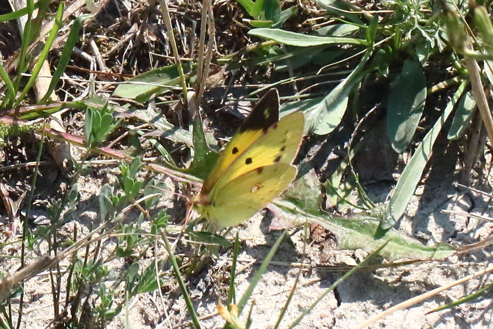 Colias erate - csángó-kéneslepke
