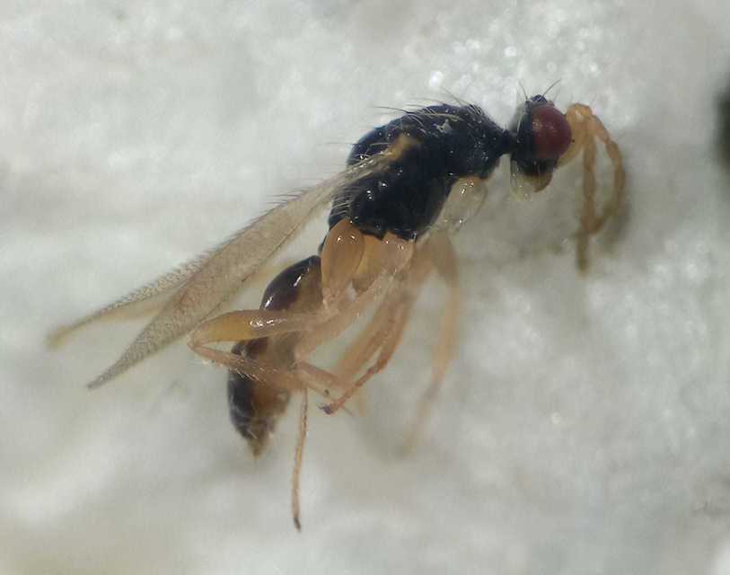 Euplectrus