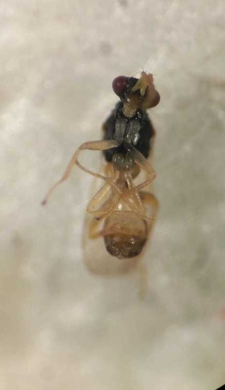 Euplectrus