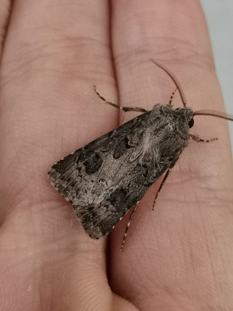 Agrotis bigramma - kétjegyű földibagoly