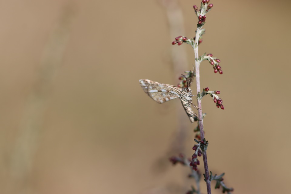 Narraga fasciolaria/tessularia