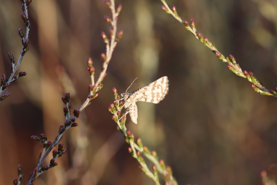 Narraga fasciolaria/tessularia