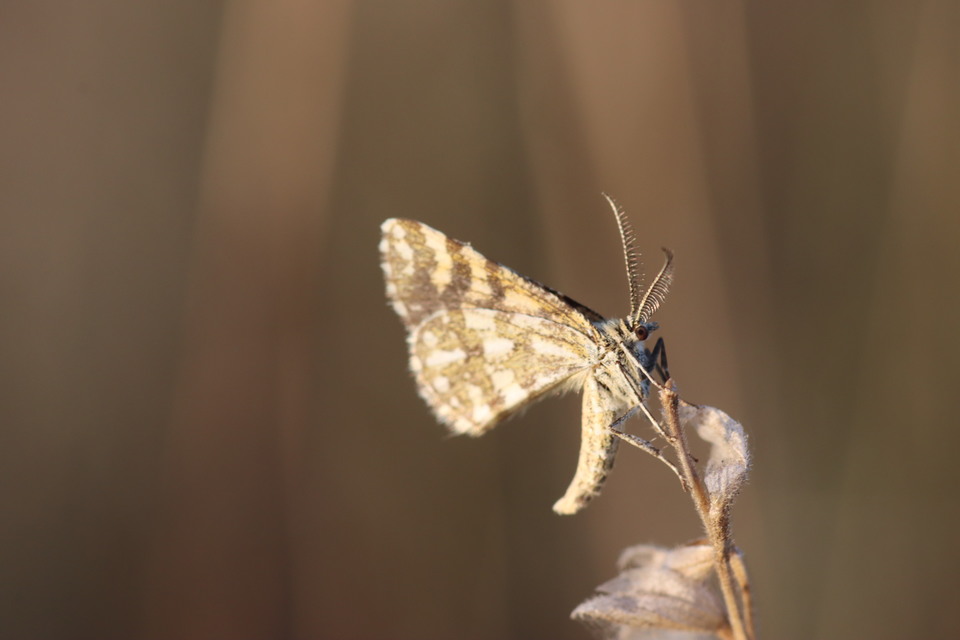 Narraga fasciolaria/tessularia