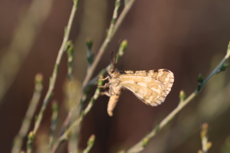 Narraga fasciolaria/tessularia