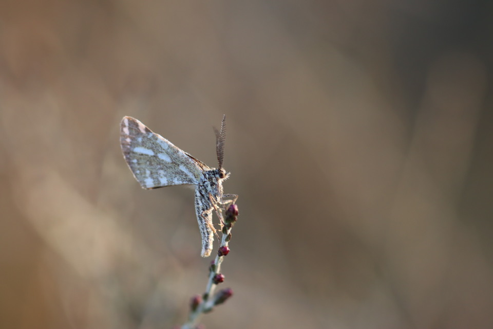 Narraga fasciolaria/tessularia