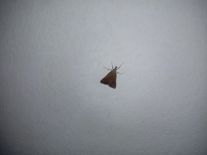 Synaphe punctalis - hosszúlábú fényilonca