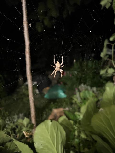 Araneus diadematus - koronás keresztespók