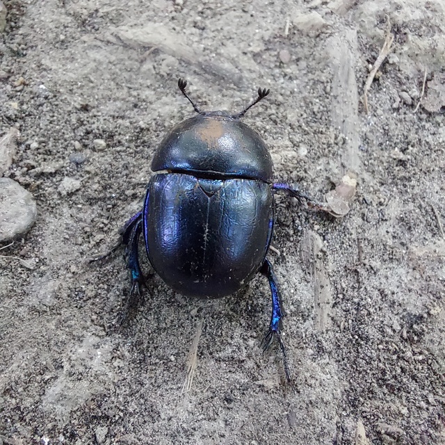 Trypocopris vernalis - tavaszi álganéjtúró