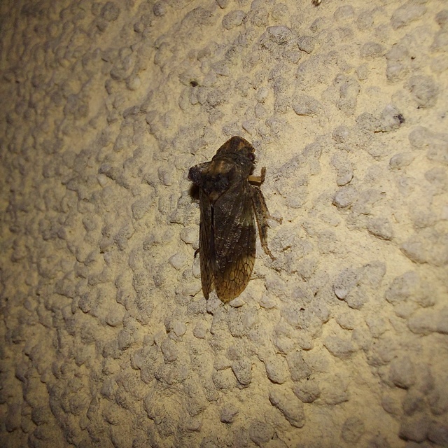 Ledra aurita - füleskabóca