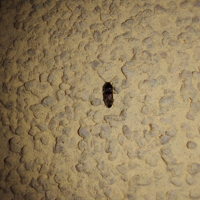 Drasterius bimaculatus - változékony pattanó