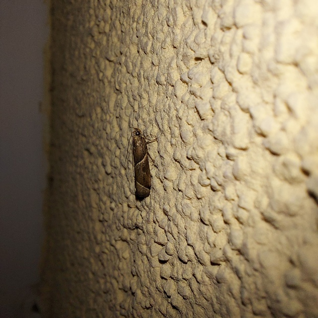 Nyctegretis