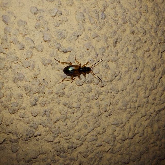 Anchomenus dorsalis - hátfoltos kisfutó