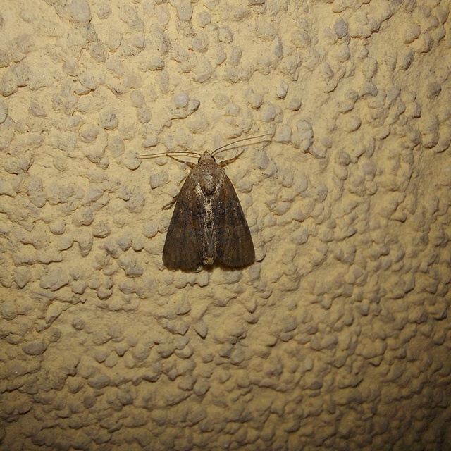 Mesoligia furuncula - kétszínű dudvabagoly