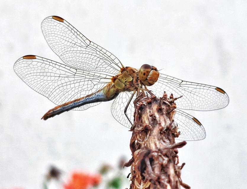 Sympetrum meridionale - fakó katona-szitakötő