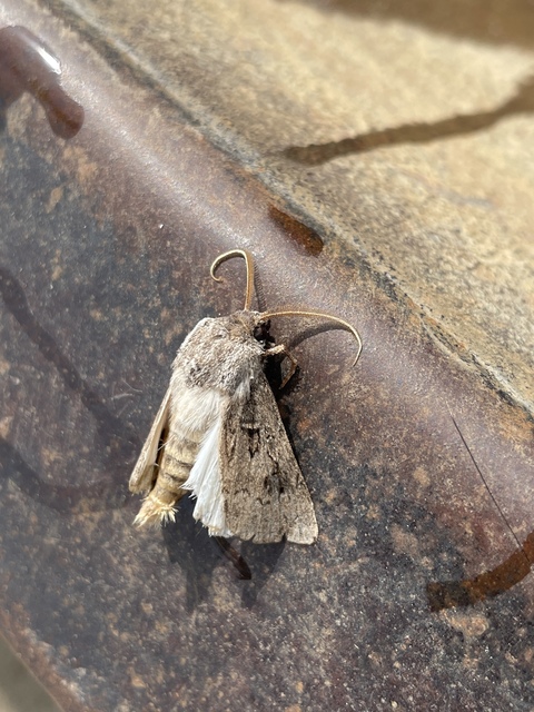 Agrotis bigramma - kétjegyű földibagoly